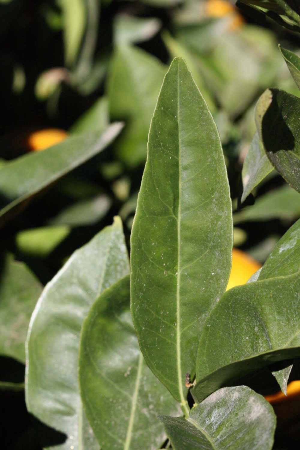              Unifoliolate leaf (Riverside, CA)       